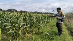 Polsek Labuapi Dampingi Petani Bagik Polak Perkuat Pangan