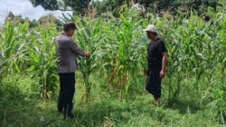 Dukung Ketahanan Pangan, Bhabinkamtibmas Dampingi Petani Jagung