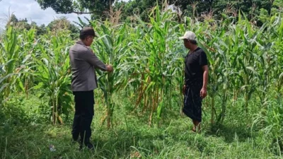 Dukung Ketahanan Pangan, Bhabinkamtibmas Dampingi Petani Jagung