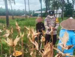 Strategi Cerdas Polsek Lembar Perkuat Ekonomi Desa, Manfaatkan Lahan Kosong demi Swasembada Pangan