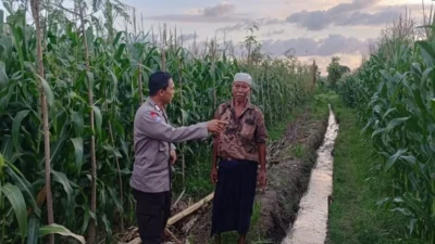 Upaya memperkuat kedaulatan pangan nasional kini semakin masif dilakukan hingga ke tingkat akar rumput. Di Kabupaten Lombok Barat, komitmen ini diwujudkan melalui aksi nyata aparat kepolisian yang terjun langsung ke tengah masyarakat produktif. Langkah ini bukan sekadar menjalankan fungsi pengamanan, melainkan juga peran aktif sebagai fasilitator dan motivator bagi para petani serta peternak lokal. Atmosfer produktivitas menyelimuti Dusun Lemokek Lauk, Desa Babussalam. Kehadiran personel Bhabinkamtibmas Desa Babussalam, Bripka Ketut Sanjaya, di tengah lahan pertanian warga menjadi bukti bahwa Polri hadir sebagai mitra strategis masyarakat. Kegiatan sambang desa dan silaturahmi ini dirancang untuk memastikan stabilitas keamanan sekaligus mendorong kemandirian ekonomi warga melalui sektor agraris. Pendampingan Teknis dan Distribusi Benih Unggul Bripka Ketut Sanjaya tidak hanya datang untuk memantau situasi keamanan dan ketertiban masyarakat (kamtibmas), tetapi juga terlibat langsung dalam aktivitas teknis di lapangan. Berdasarkan pantauan di lokasi, ia tampak mendampingi para petani yang sedang sibuk menyiapkan lahan. Salah satu fokus perhatiannya adalah penggunaan media mulsa alami, sebuah teknik konservasi tanah yang sangat efektif untuk menjaga kelembapan dan kesuburan lahan sebelum memasuki masa tanam. Selain memberikan arahan teknis mengenai persiapan lahan yang optimal, kepolisian juga memberikan dukungan konkret berupa pemberian bantuan paket benih jagung unggul. Bantuan ini diserahkan langsung kepada warga sebagai stimulus agar mereka lebih bersemangat dalam memperluas cakupan lahan produktif. Dengan adanya benih berkualitas, diharapkan hasil panen mendatang dapat meningkat secara signifikan, yang pada gilirannya akan memperkuat stok pangan di tingkat desa. Kapolres Lombok Barat, Polda NTB, AKBP Yasmara Harahap, S.I.K., M.Si., melalui Kapolsek Gerung, AKP Lale Dewi Lungit Tanauran, menegaskan bahwa peran Bhabinkamtibmas saat ini telah bertransformasi untuk mendukung program strategis pemerintah. Pihaknya ingin memastikan bahwa kehadiran polisi di desa memberikan dampak ekonomi yang nyata bagi masyarakat binaan. "Kami menginstruksikan seluruh jajaran Bhabinkamtibmas untuk terus bersinergi dengan warga, khususnya di sektor pertanian dan peternakan. Kami ingin Polri hadir bukan hanya untuk menjaga keamanan, tetapi juga menjadi penggerak ketahanan pangan nasional. Melalui pendampingan ini, diharapkan masyarakat merasa didukung dalam mengelola sumber daya alam yang mereka miliki," ujar AKP Lale Dewi Lungit Tanauran dalam keterangannya. Mengoptimalkan Lahan Pekarangan untuk Kemandirian Keluarga Selain fokus pada lahan pertanian luas, pihak kepolisian juga memberikan edukasi mengenai pemanfaatan lahan sempit di sekitar tempat tinggal. Dalam interaksi yang berlangsung hangat dan humanis, Bripka Ketut Sanjaya mengajak warga untuk lebih kreatif dalam mengelola pekarangan rumah mereka. Menurutnya, lahan pekarangan memiliki potensi besar jika ditanami dengan berbagai komoditas pangan bergizi seperti sayur-mayur atau tanaman obat keluarga (TOGA). Upaya ini ditekankan sebagai langkah strategis untuk memenuhi kebutuhan pangan rumah tangga secara mandiri. Dengan memanfaatkan setiap jengkal tanah yang ada, warga diharapkan tidak lagi bergantung sepenuhnya pada pasar untuk memenuhi kebutuhan dapur sehari-hari. Hal ini dianggap sebagai solusi cerdas dalam menghadapi fluktuasi harga pangan yang seringkali membebani ekonomi keluarga. Komitmen Berkelanjutan untuk Kedaulatan Pangan Kegiatan sambang di Dusun Lemokek Lauk ini merupakan bagian dari komitmen berkelanjutan Polres Lombok Barat dalam mengawal stabilitas ekonomi dari level terbawah. Koordinasi yang intensif antara petugas dan warga menjadi kunci utama dalam menjaga semangat produktivitas. Selain memberikan motivasi di bidang pertanian, kepolisian juga menitipkan pesan agar para peternak lokal tetap konsisten dalam merawat hewan ternak mereka, mengingat sektor peternakan adalah pilar penting lainnya dalam struktur ekonomi pedesaan. Melalui pendekatan yang persuasif dan edukatif, Polri berharap sinergitas dengan masyarakat Desa Babussalam terus kokoh. Keberhasilan program ketahanan pangan sangat bergantung pada kolaborasi aktif antara aparat keamanan, pemerintah desa, dan para petani. Dengan terpeliharanya stabilitas kamtibmas dan terjaganya produktivitas lahan, kedaulatan pangan yang berkelanjutan di wilayah Lombok Barat bukan lagi sekadar harapan, melainkan sebuah realitas yang tengah diperjuangkan bersama.