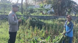 Bhabinkamtibmas Desa Karang Bongkot Turun ke Sawah, Kawal Langsung Panen dan Stok Gudang Petani