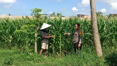 Bhabinkamtibmas Labuapi Terjun ke Kebun Jagung Bantu Petani Lokal