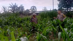 Komitmen Polsek Labuapi Kawal Kedaulatan Pangan Nasional: Edukasi Pemanfaatan Lahan Mandiri untuk Ekonomi Warga