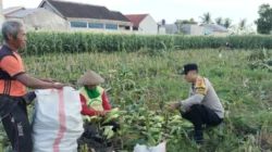 Bhabinkamtibmas Turun ke Sawah, Sokong Ketahanan Pangan Nasional Lewat Panen Jagung di Lombok Barat