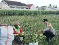 Bhabinkamtibmas Turun ke Sawah, Sokong Ketahanan Pangan Nasional Lewat Panen Jagung di Lombok Barat
