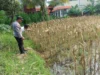 Polri Dampingi Petani Jagung di Lombok Barat Jaga Ketahanan Pangan