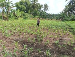 Bhabinkamtibmas Desa Tirtanadi Laksanakan Silaturahmi dan Pengecekan Tanaman Jagung Warga