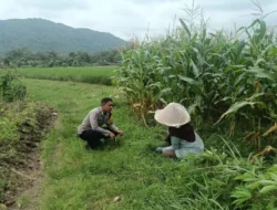 Bukan Sekadar Patroli, Bhabinkamtibmas Kini Jadi Motivator Petani Demi Ketahanan Pangan