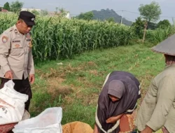 Sinergi Bhabinkamtibmas dan Petani Jagung Labuapi Jaga Stok Pangan