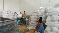 Polsek Gerung Kawal Distribusi Jagung di Desa Beleke