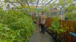 Bhabinkamtibmas Kelurahan Bugis Motivasi Warga, Pekarangan Rumah Hasilkan Pangan Mandiri