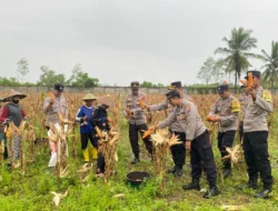 Polres Lombok Barat Turun ke Sawah! Kawal Panen Jagung demi Nasib Petani dan Swasembada Pangan