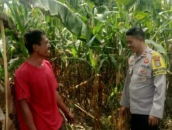 Dukung Ketahanan Pangan Nasional, Bhabinkamtibmas Desa Rasabou Pantau Lahan Jagung Warga di So Kuta
