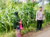 Perkuat Ketahanan Pangan, Polsek Woja Aktif Dampingi Petani di Desa Matua