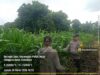Bhabinkamtibmas Desa Beringin Jaya Beri Semangat Petani, Ketahanan Pangan Terus Didorong