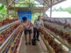 Bhabinkamtibmas Korleko Selatan Sambangi Kandang Ayam Bumdes, Pastikan Program Ketahanan Pangan Berjalan Baik