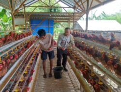 Bhabinkamtibmas Korleko Selatan Sambangi Kandang Ayam Bumdes, Pastikan Program Ketahanan Pangan Berjalan Baik