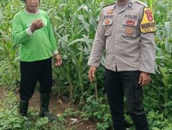 Dorong Kesejahteraan Petani, Bhabinkamtibmas Pekat Pantau Lahan Jagung di Kaki Tambora
