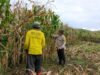 Dukung Ketahanan Pangan Nasional, Bhabinkamtibmas Polsek Manggelewa Pantau Panen Jagung Warga di Kwangko