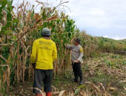 Dukung Ketahanan Pangan Nasional, Bhabinkamtibmas Polsek Manggelewa Pantau Panen Jagung Warga di Kwangko