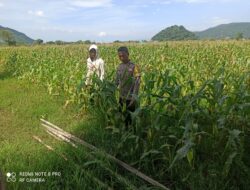 Kapolsek Pajo Tegaskan Bhabinkamtibmas Siap Kawal Hasil Panen Petani Hingga ke Bulog