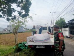 Jelang Idul Fitri, Babinsa Kawal Panen Padi Petani