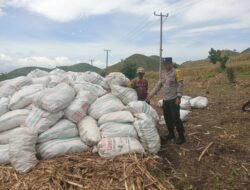Bhabinkamtibmas Polsek Woja Pantau Lahan Jagung Warga Desa Riwo Dukung Program Ketahanan Pangan Nasional