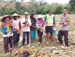 Dukung Ketahanan Pangan Nasional, Bhabinkamtibmas Desa Ta’a Pantau Lahan Jagung Warga di Kecamatan Kempo