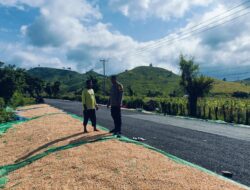 Bhabinkamtibmas Desa Adu Pantau Hasil Panen Jagung Warga, Dukung Program Ketahanan Pangan Nasional