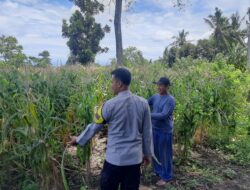 Sinergi Polisi dan Petani, Lahan Jagung di Pekat Diproyeksikan Panen Hingga 15 Ton