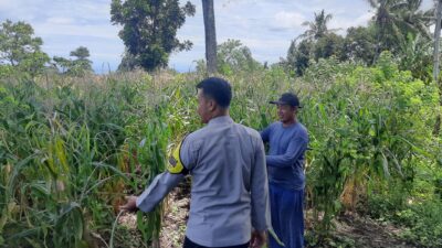 Sinergi Polisi dan Petani, Lahan Jagung di Pekat Diproyeksikan Panen Hingga 15 Ton