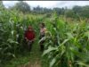 Bhabinkamtibmas Desa Sorinomo Pantau Lahan Jagung Warga, Dukung Program Ketahanan Pangan Nasional