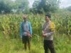 Bhabinkamtibmas Desa Rasabou Pantau Lahan Jagung Warga, Dukung Program Ketahanan Pangan Nasional
