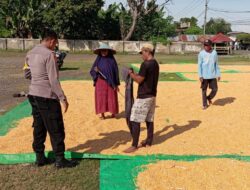 Bhabinkamtibmas Desa Konte Kawal Ketahanan Pangan, Siap Dampingi Hasil Panen Warga Hingga Gudang Bulog