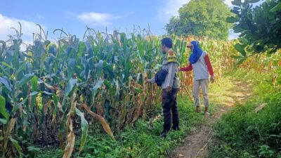 Pantau Panen Jagung Warga, Bhabinkamtibmas Desa Nangamiro Dukung Ketahanan Pangan Nasional