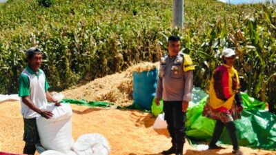 Dampingi Petani Jemur Jagung, Bhabinkamtibmas Desa Matua Perkuat Ketahanan Pangan
