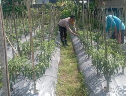 Cek Lahan Cabe di Kesik, Bhabinkamtibmas Turun Langsung Dukung Ketahanan Pangan Warga