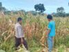 Polisi Pantau Lahan Jagung Warga di Pekat, Dorong Ketahanan Pangan Nasional