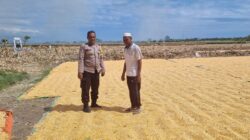 Polri Hadir di Sektor Pertanian, Lahan Jagung Warga Kilo Dipantau guna dukung Ketahanan Pangan