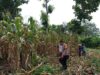 Pendampingan Polisi di Lahan Jagung, Wujud Nyata Dukungan Ketahanan Pangan