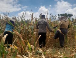 Peran Aktif Bhabinkamtibmas, Panen Jagung Warga Hu’u Capai Hasil Optimal