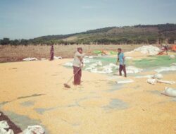 Sinergi Polisi dan Petani, Panen Jagung di Dompu Terus Meningkat