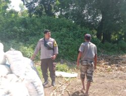 Bhabinkamtibmas Desa Pekat Pantau Panen Jagung, Perkuat Ketahanan Pangan Nasional