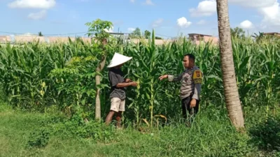 Bhabinkamtibmas Polsek Labuapi Dampingi Petani Jagung Dusun Jogot