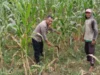 Bhabinkamtibmas Bagik Polak Bantu Petani Jagung Rawat Lahan
