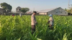 Strategi Polres Lombok Barat Optimalkan Lahan Desa Kuranji Dalang