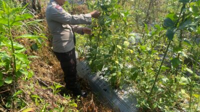 Bhabinkamtibmas Desa Masbagik Utara Kontrol Petani dalam Rangka Ketahanan Pangan