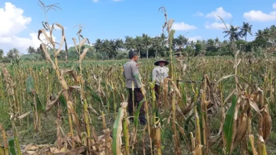 Bhabinkamtibmas Tempos Motivasi Petani Saat Panen Jagung