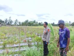Personel Polsek Terara Sambangi Petani dan Monitoring Tanaman Cabai di Desa Sukadana
